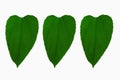 Made design three plukenetia leaves