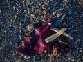 Naturally formed cross in the sand