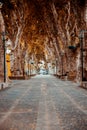 Madeira alley surrounded by trees