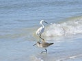 Florida, Madeira beach, Florida, Madeira beach, seabirds seek food on the shore.