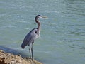 Florida, Madeira beach, a heron seeks food on the seashore