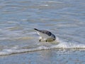 Florida, Madeira beach, a snipe seeks food on the seashore