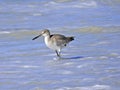 Florida, Madeira beach, a snipe seeks food on the seashore