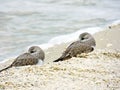 Florida, Madeira beach, two small birds rest nestled and close on the beach