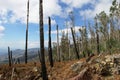 Madeira after a bush fire Royalty Free Stock Photo