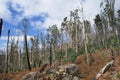 Madeira after the bush fire Royalty Free Stock Photo