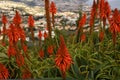 Red Aloe Vera Flowers in Garden in Funchal on the island of Madeira