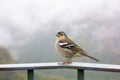 Madeira chaffinch bird, fingilla coelebs madeirensis