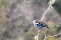 Madeira chaffinch bird Fringilla coelebs maderensis. A chaffinch with blue and yellow color and a bird isolated