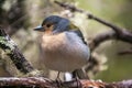 Madeira chaffinch in a tree