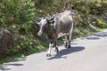 Madeira cow walking down on the road Royalty Free Stock Photo
