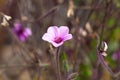 Madeira cranesbill, Geranium maderense