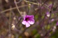 Madeira cranesbill, Geranium maderense