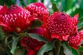 Madeira Flowers, Gembrook Telopea (Waratah Speciosissima) Royalty Free Stock Photo