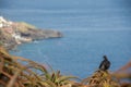 Madeira Funchal panorama with black bird landscape sea view