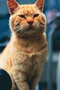 Madeira Homeless Cat Royalty Free Stock Photo