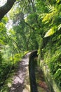 Madeira island beautiful nature landscape, footpath trail in mountains and forest