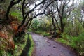 Madeira island beautiful nature landscape, footpath trail in mountains and forest