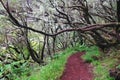 Madeira island beautiful nature landscape, footpath trail in mountains and forest