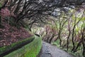 Madeira island beautiful nature landscape, footpath trail in mountains and forest