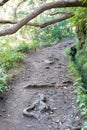 Madeira island Levadas walkway, stream and tropical vegetation, forest in Portugal Royalty Free Stock Photo