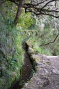 Madeira island Levadas walkway, stream and tropical vegetation, forest in Portugal Royalty Free Stock Photo