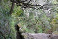Madeira island Levadas walkway, stream and tropical vegetation, forest in Portugal Royalty Free Stock Photo