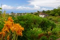 Madeira island, Portugal, rural houses landscape with orange iris flowers