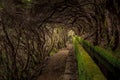 Madeira Levada