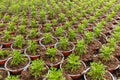 Madeira marguerite flower seedlings