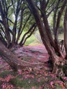 Madeira is the oldest resort in Europe. This is a mountainous region of eternal spring, drowning in flowers, covered with green