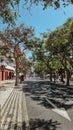 Madeira a perfect island.Park.road.street.trees.town city.olive trees