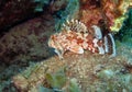 Madeira rockfish Royalty Free Stock Photo