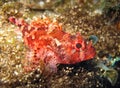Madeira rockfish Royalty Free Stock Photo