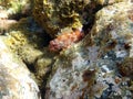 Madeira rockfish which has venomous spines like other scorpionfish species, coastal regions around Tenerife island, Spain