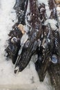 Madeira's Culinary Delight: Fresh Black Scabbardfish on Ice
