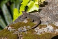The Madeira Wall Lizard (Teira dugesii) or Madeira lizard Royalty Free Stock Photo