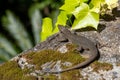 The Madeira Wall Lizard (Teira dugesii) or Madeira lizard Royalty Free Stock Photo