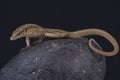 Madeira wall lizard / Teira dugesii Royalty Free Stock Photo