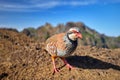 Madeira wildlife. Close up Red-legged partridge, Alectoris rufa against steep mountains and blue sky Royalty Free Stock Photo