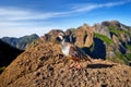 Madeira wildlife. Red-legged partridge, Alectoris rufa on orange boulder rock against steep mountains and blue sky Royalty Free Stock Photo