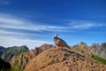 Madeira wildlife. Red-legged partridge, Alectoris rufa. Close up, wild bird standing on the top of orange boulder rock