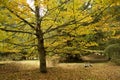 Madeira Yellow Autumn Tree nature paths