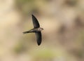 Madeiragierzwaluw, Plain Swift, Apus unicolor Royalty Free Stock Photo