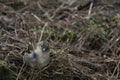 Madeiran chaffinch bird on madeira