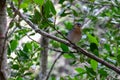 Rabacal - Madeiran chaffinch bird sitting on tree branch with panoramic view of lush fresh green forest and hills near Fanal,