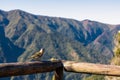 Fanal - Madeiran chaffinch bird sitting on wooden railing with panoramic view of lush fresh green mountains and hills near Fanal,