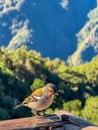 Fanal - Madeiran chaffinch bird sitting on wooden railing with panoramic view of lush fresh green mountains and hills near Fanal,