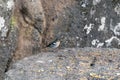 A Madeiran chaffinch