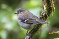 Madeiran chaffinch, Madeira